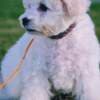 Bichon Frise puppy for sale photo 3