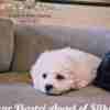 Bichon Frise puppy for sale photo 4