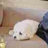 Bichon Frise puppy for sale photo 5