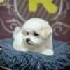Bichon Frise puppy for sale photo 6