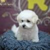 Bichon Frise puppy for sale photo 7
