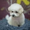 Bichon Frise puppy for sale photo 8