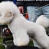 Bichon Frise puppy for sale photo 9