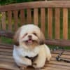 My Jane Shih Tzus dog breed photo 1