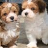 Adorable Havanese Puppies for Sale photo 1