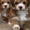 Adorable Havanese Puppies for Sale photo 2