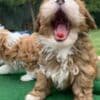 Adorable Havanese Puppies for Sale photo 3