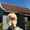 Pomeranian Spitz Puppies photo 1