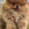 Pomeranian Spitz Puppies photo 3