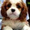 Cavalier King Charles spaniel - blenheim and tricolor photo 1