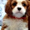 Cavalier King Charles spaniel - blenheim and tricolor photo 2