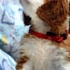 Cavalier King Charles spaniel - blenheim and tricolor photo 3