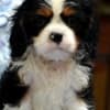 Cavalier King Charles spaniel - blenheim and tricolor photo 6