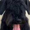Black Miniature Schnauzer Puppies photo 1