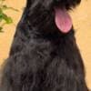 Black Miniature Schnauzer Puppies photo 2