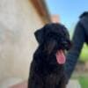 Black Miniature Schnauzer Puppies photo 3