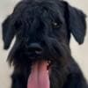 Black Miniature Schnauzer Puppies photo 4