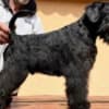 Black Miniature Schnauzer Puppies photo 5