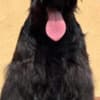 Black Miniature Schnauzer Puppies photo 6