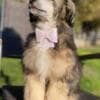 Chinese Crested Male Puppy photo 1