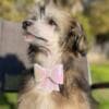 Chinese Crested Male Puppy photo 2