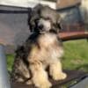 Chinese Crested Male Puppy photo 3