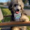 Chinese Crested Male Puppy photo 4
