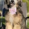 Chinese Crested Male Puppy photo 5