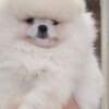 Pomeranian Spitz puppies photo 1