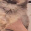 Pomeranian Spitz puppies photo 2