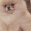 Pomeranian Spitz puppies photo 3