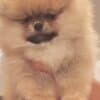 Pomeranian Spitz puppies photo 4