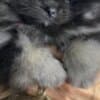 Pomeranian Spitz puppies photo 5