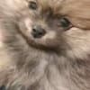 Pomeranian Spitz puppies photo 8