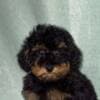Black and Tan Toy Poodle photo 1