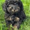 Black and Tan Toy Poodle photo 3