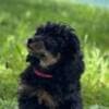 Black and Tan Toy Poodle photo 8