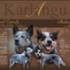 Blue  Puppies ACD photo 1