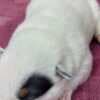 Blue  Puppies ACD photo 4