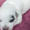 Blue  Puppies ACD photo 5