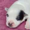 Blue  Puppies ACD photo 6