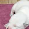 Blue  Puppies ACD photo 7