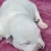 Blue  Puppies ACD photo 8