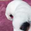 Blue  Puppies ACD photo 9