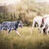 Blue  Puppies ACD photo 10