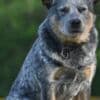 Blue  Puppies ACD photo 11