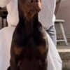 Doberman Male Puppy photo 1