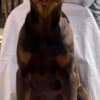 Doberman Male Puppy photo 2