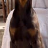 Doberman Male Puppy photo 4