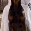 Doberman Male Puppy photo 5